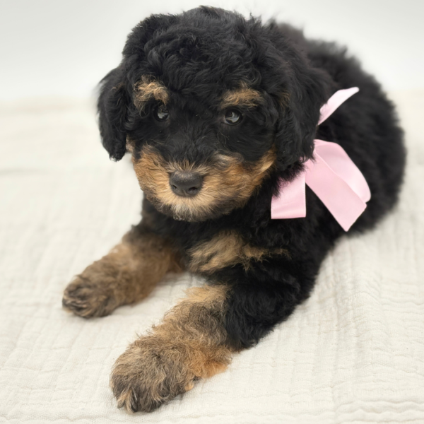 Cannoli - Poodle - Image 5