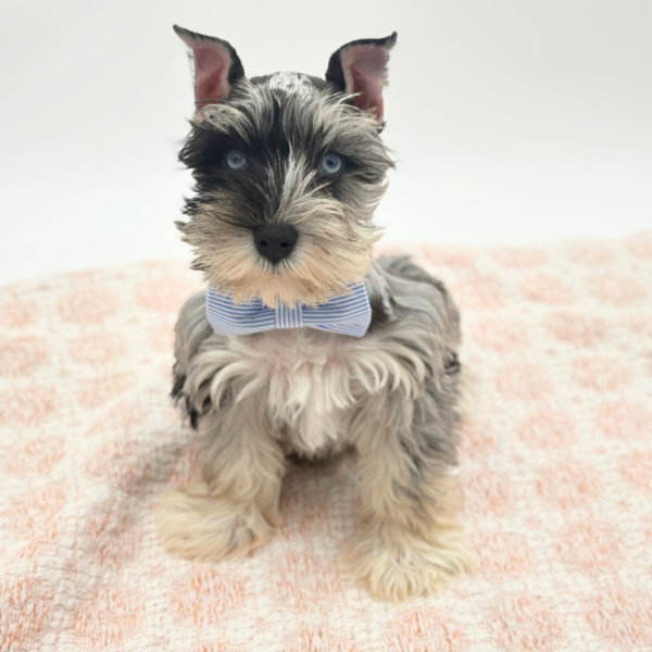 Cosmo - Miniature Schnauzer - Image 5