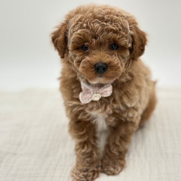 Ginger - Poodle Toy/Bichapoo - Image 3