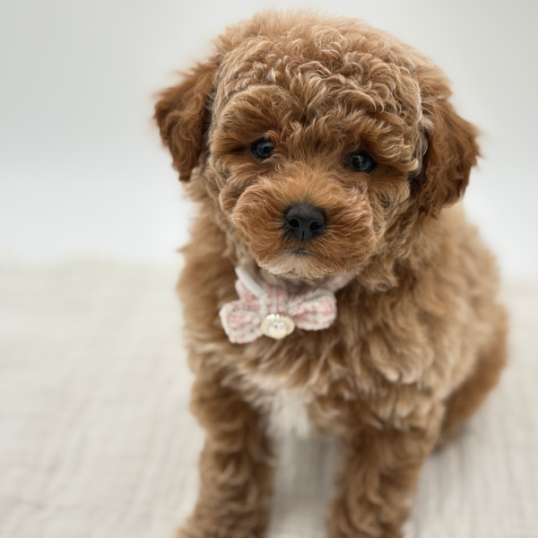 Ginger - Poodle Toy/Bichapoo - Image 4