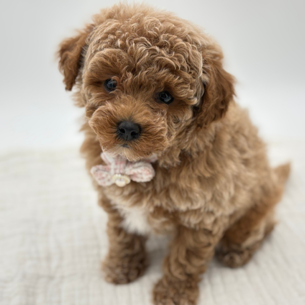 Ginger - Poodle Toy/Bichapoo - Image 5
