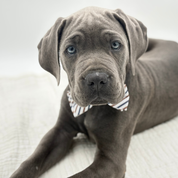 Zeus - Cane Corso - Image 2