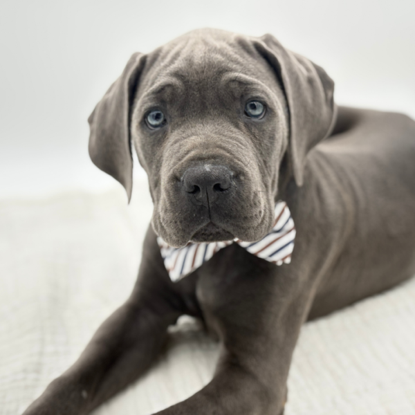 Zeus - Cane Corso - Image 3