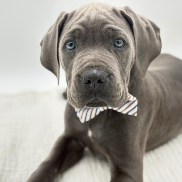 Zeus - Cane Corso - Image 1