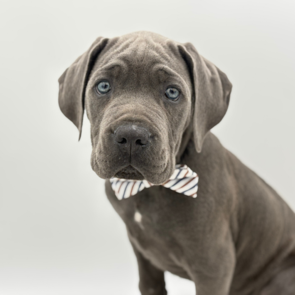 Zeus - Cane Corso - Image 4