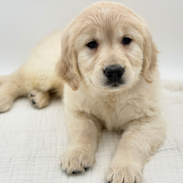 Madeline - Golden Retriever - Image 1