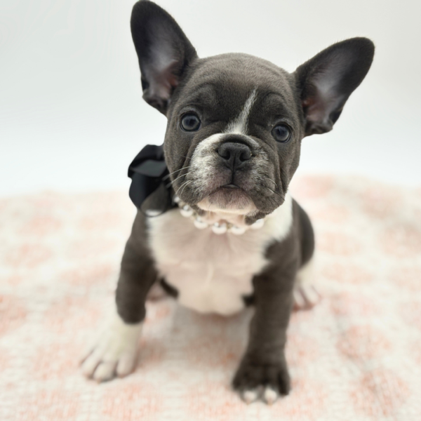 Mystic — French Bulldog — Image 2