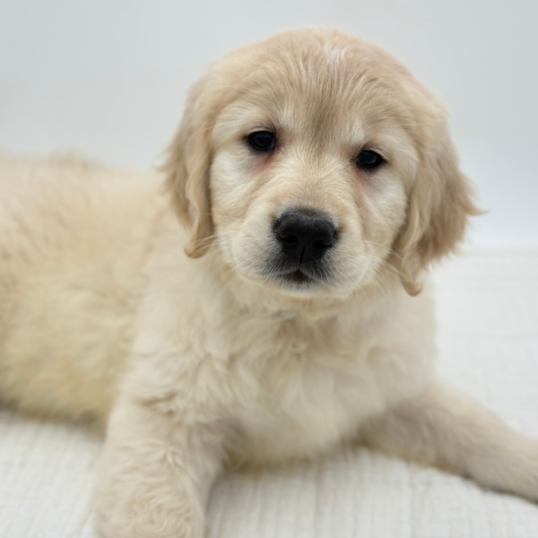 Madeline - Golden Retriever - Image 2