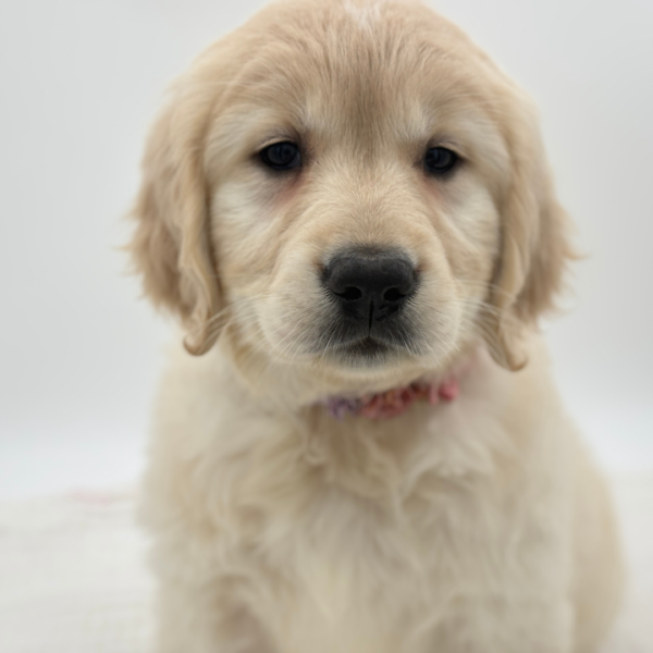 Madeline - Golden Retriever - Image 3