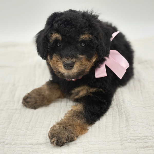 Cannoli - Poodle - Image 4