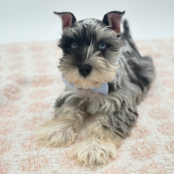 Cosmo - Miniature Schnauzer - Image 1