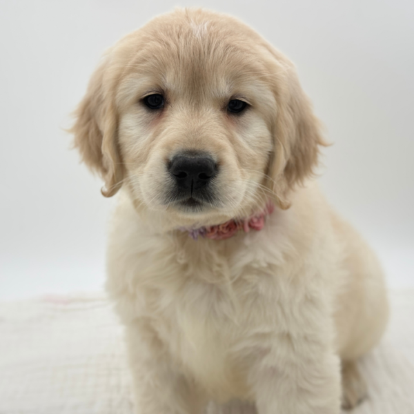 Madeline - Golden Retriever - Image 4