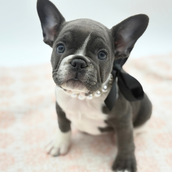 Mystic — French Bulldog — Image 4