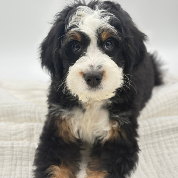 Raymon - Bernedoodle Mini - Image 4