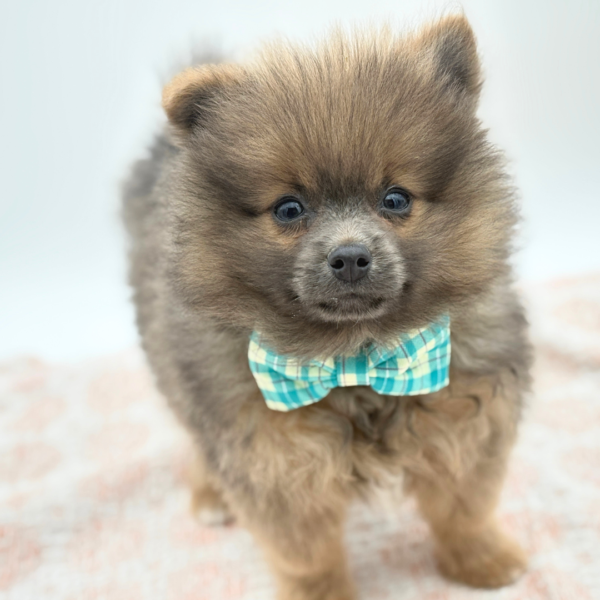 Steele — Pomeranian — Image 2