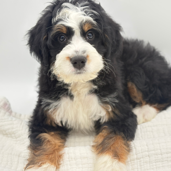 Raymon - Bernedoodle Mini - Image 3