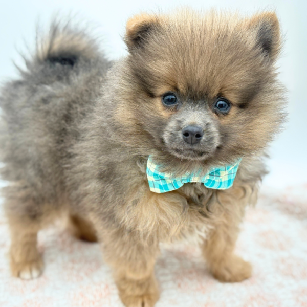 Steele — Pomeranian — Image 1