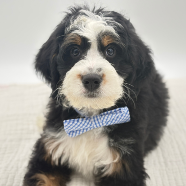 Raymon - Bernedoodle Mini - Image 2