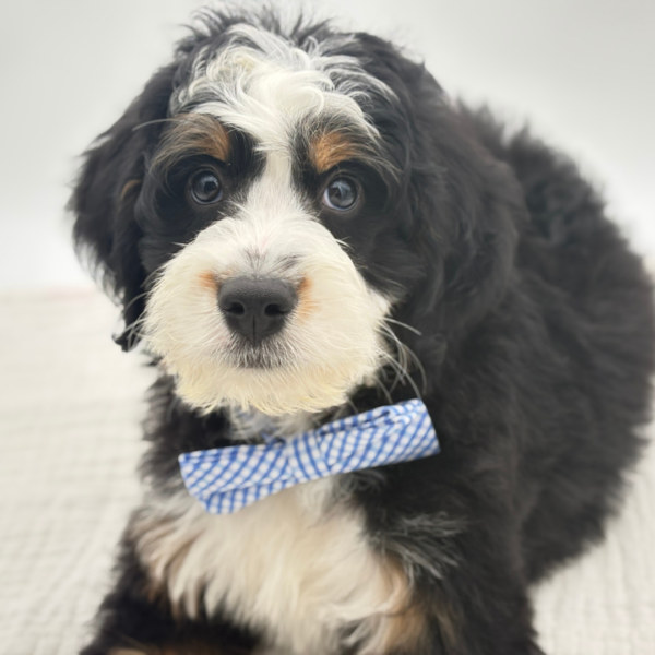 Raymon - Bernedoodle Mini - Image 1
