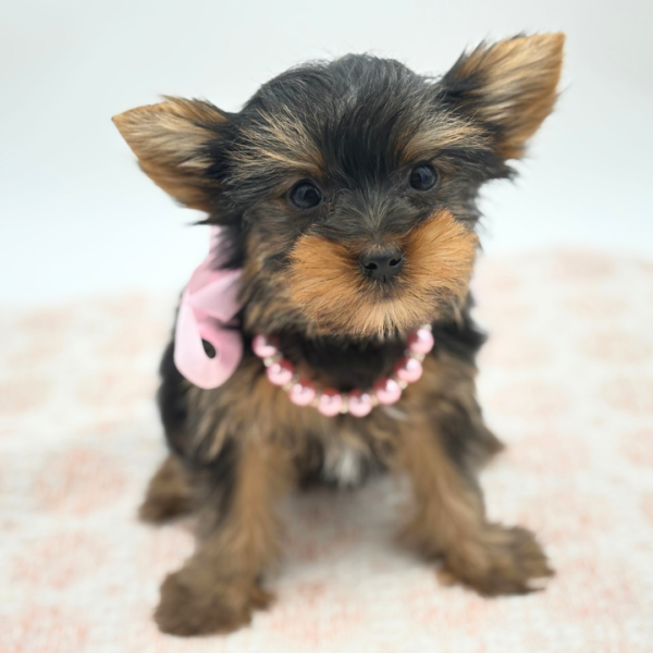 Yorkshire Terrier