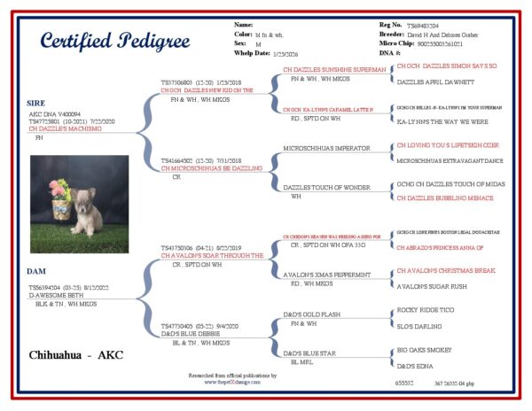 Mouse - Chihuahua - Image 5