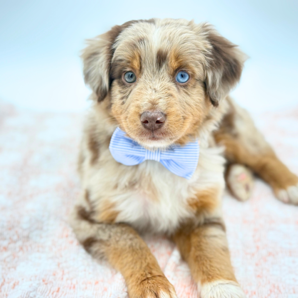 Romeo — Miniature Australian Shepherd — Image 1