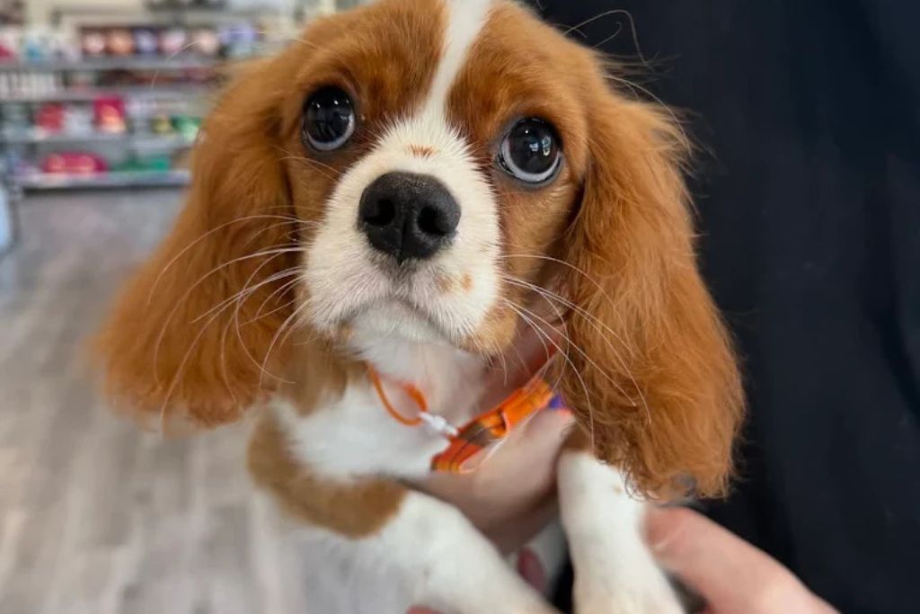 importance of puppy health screening