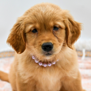 Ellie — photo 1