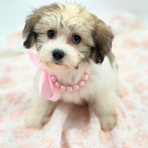 Mirabel — Coton De Tulear — Image 1