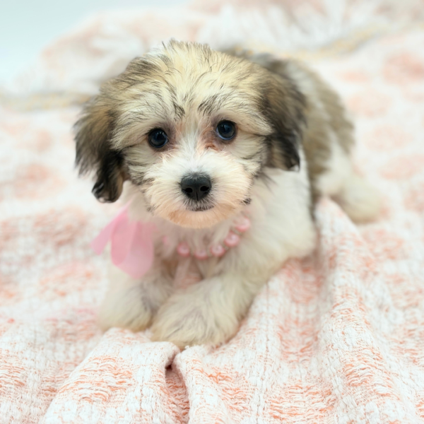 Mirabel — Coton De Tulear — Image 2