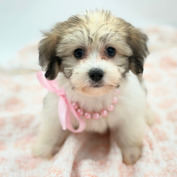 Mirabel — Coton De Tulear — Image 3