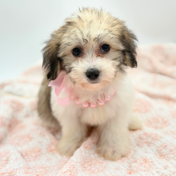 Mirabel — Coton De Tulear — Image 4