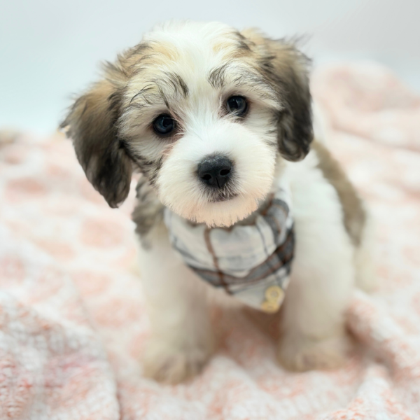 Bruno — Coton De Tulear — Image 4