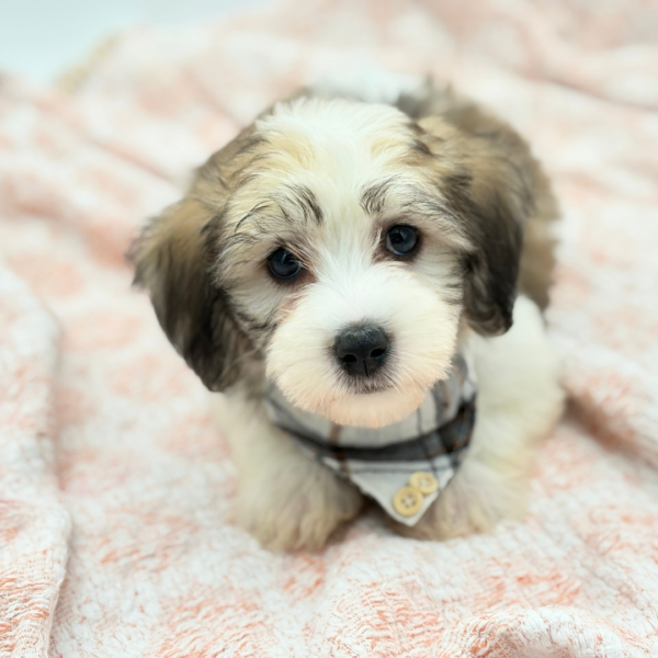 Bruno — Coton De Tulear — Image 3