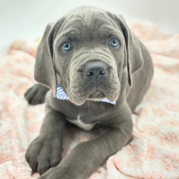 Apollo — Cane Corso — Image 1