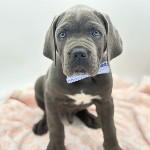 Apollo — Cane Corso — Image 2