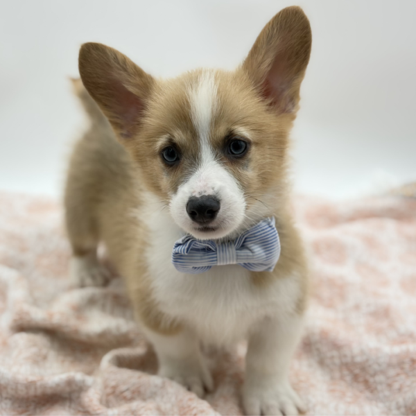 Rex — Pembroke Welsh Corgi — Image 2