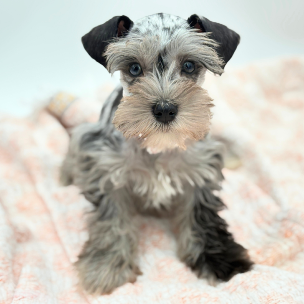 Angel — Miniature Schnauzer — Image 2