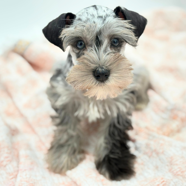 Angel — Miniature Schnauzer — Image 1