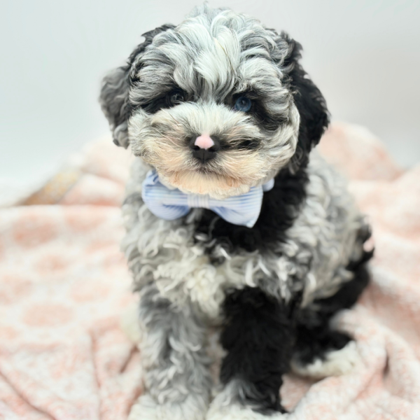 Erik — Schnoodle — Image 2