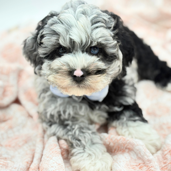 Erik — Schnoodle — Image 3