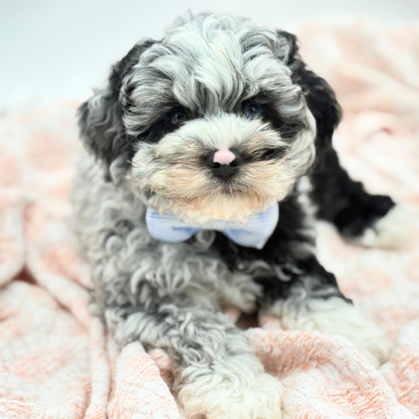 Erik — Schnoodle — Image 1