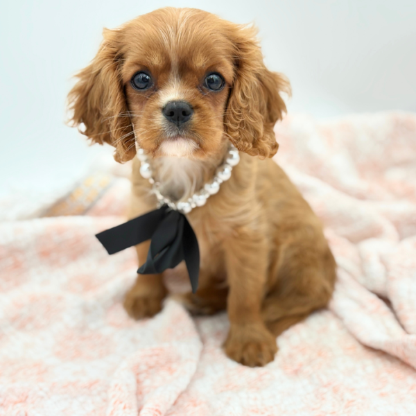 Penny — Cavalier King Charles Spaniel — Image 3
