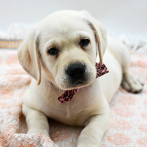 Buddy — photo 3
