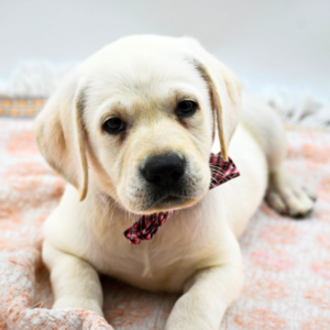 Buddy — photo 1