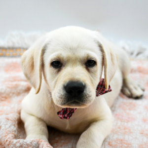 Buddy — photo 2