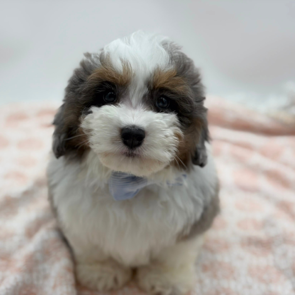 Brixton — Aussiedoodle Mini — Image 1
