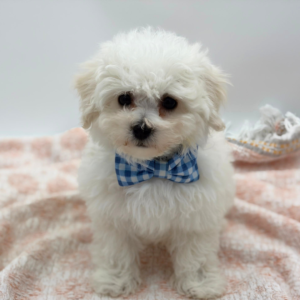 Bichon Frise (M)- 31034