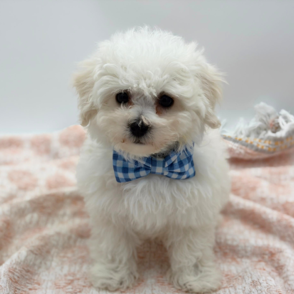 Marcel — Bichon Frise — Image 1