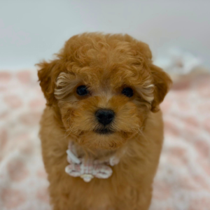 Queenie — photo 2